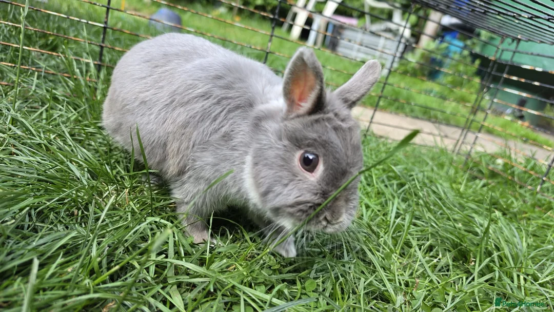 Netherland Dwarf rabbits for sale: Netherlands dwarf  - Advert 2