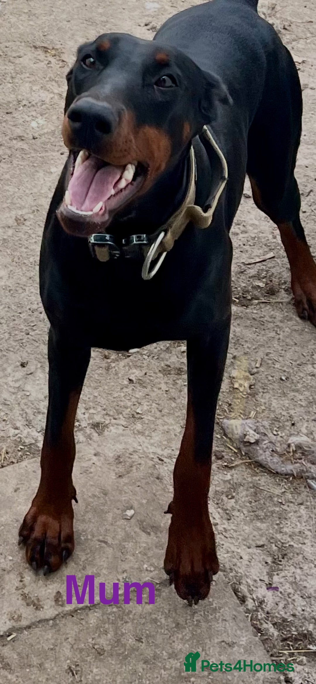 Dobermann dogs for sale: European Doberman puppies - Image 11