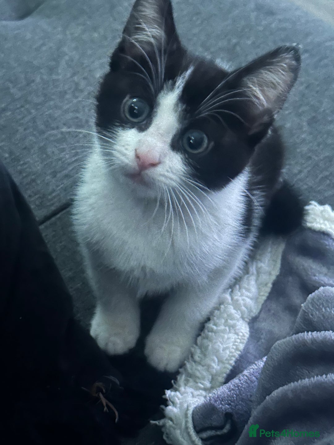 Mixed Breed cats for sale: Baby boy kitten for sale - Advert 2