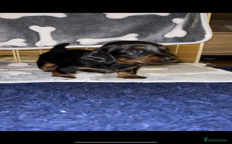 Miniature Dachshund dogs - Advert 2