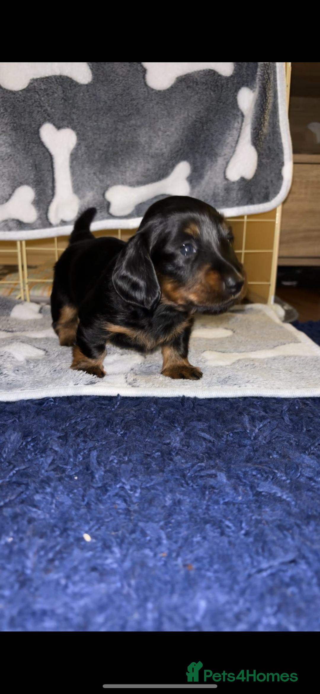 Miniature Dachshund dogs for sale: 2 female miniature dachshunds - Image 1