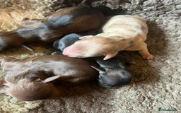 Miniature Dachshund dogs for sale: Miniature Longhaired Dachshunds ready 10.12.25 - Advert 4