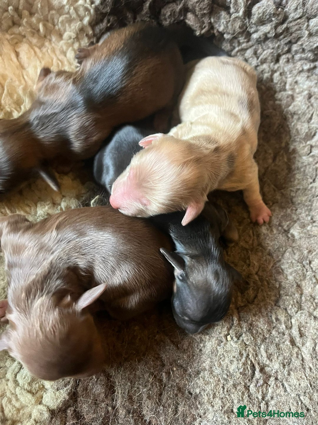 Miniature Dachshund dogs for sale: Miniature Longhaired Dachshunds ready 10.12.25 - Advert 4