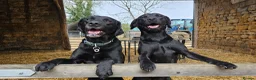 Labrador Retriever dogs for sale: Black and yellow labrador puppies - Advert 9