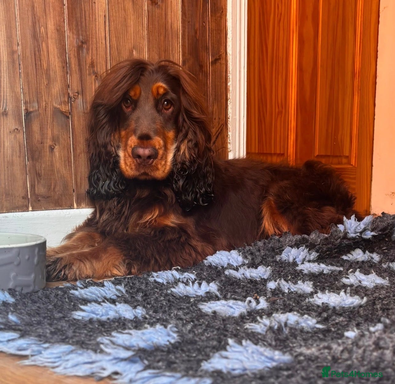 Cocker Spaniel dogs stunning show cocker/ working cocker - Advert 2