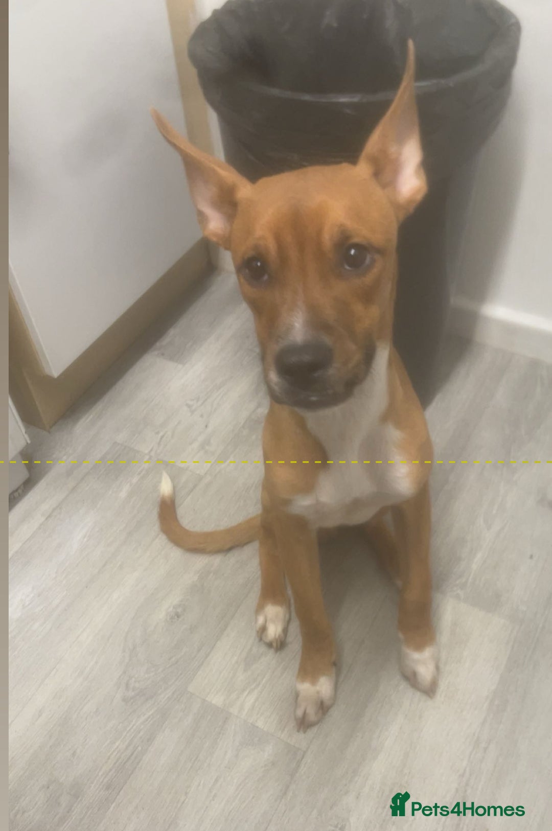 Mixed Breed dogs for sale: 4 pups - Advert 2