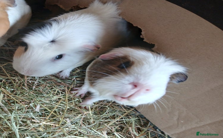 Guinea Pig rodents in Crook - Advert 2