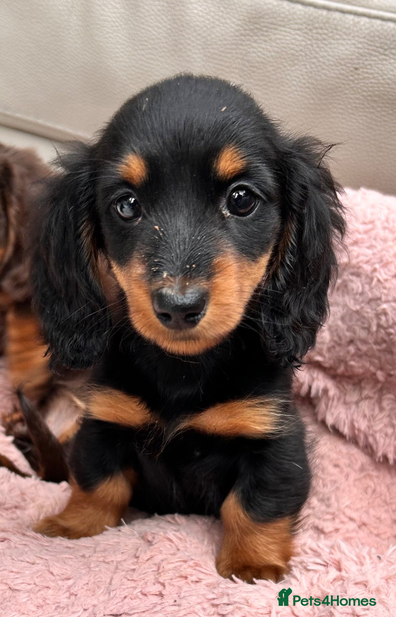 Dachshund dogs Miniature Long-haired Dachshund Girls  - Advert 2