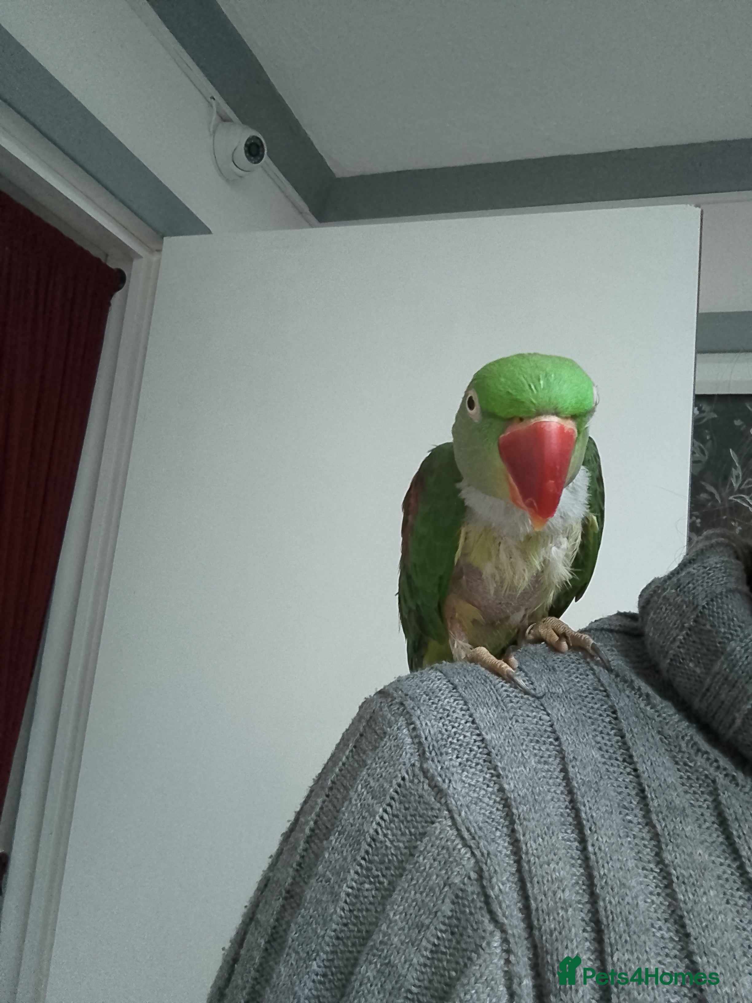 Parrots birds Alexandrian - Advert 13