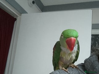 Parrots birds - Advert 1