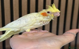 Cockatiels birds for sale: 2 DNA hand reared male cockatiels  - Image 2