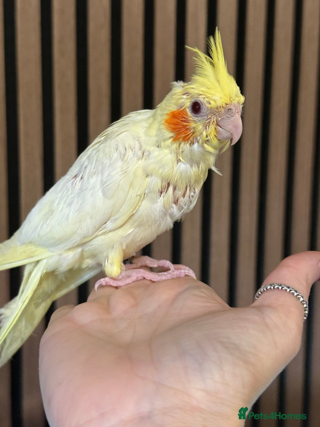 Cockatiels birds for sale: 2 DNA hand reared male cockatiels  - Image 2