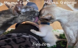 Balinese cats for sale: 8 supersoft purebred GCCF reg Balinese variants - Image 29
