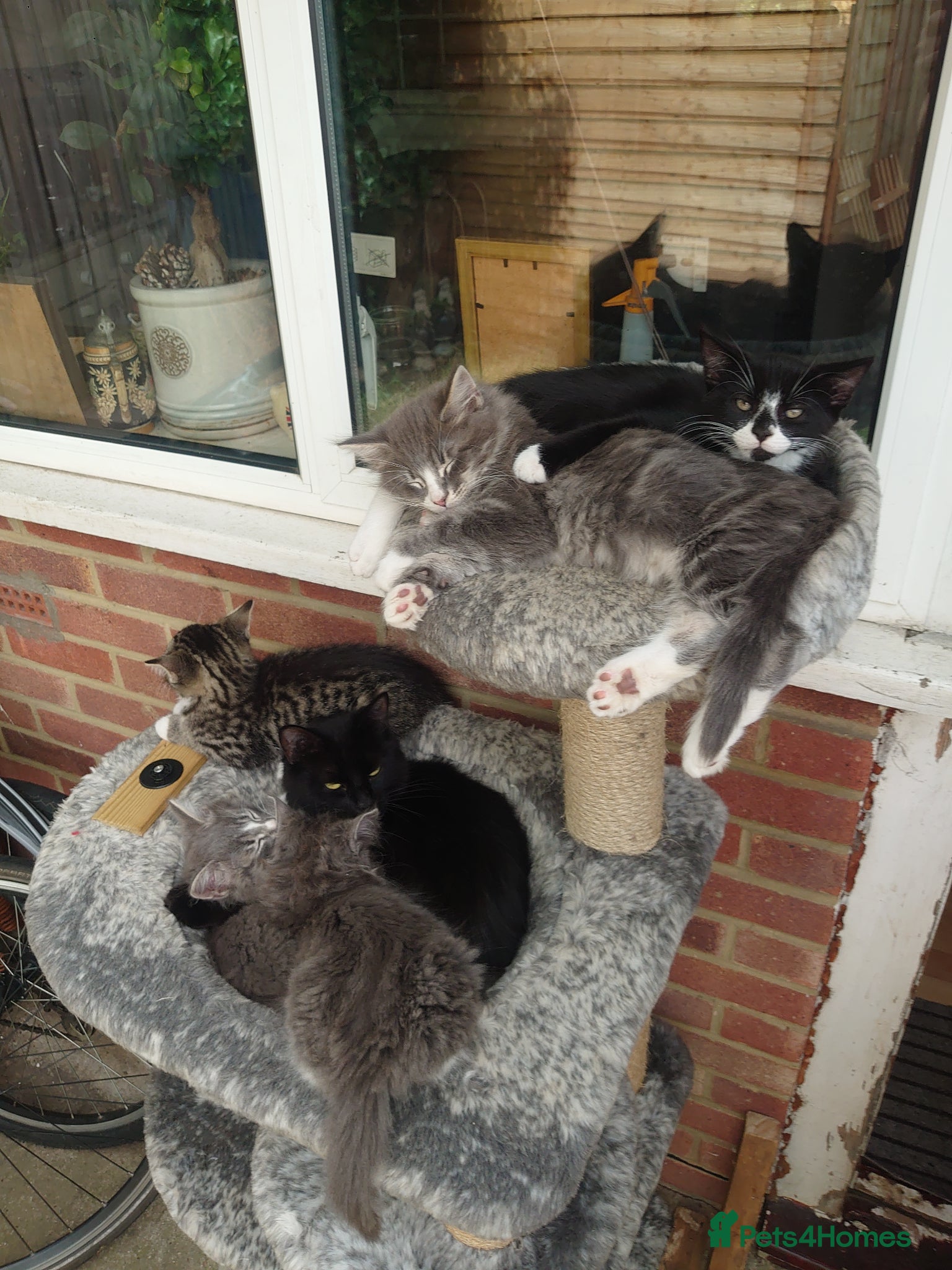 Mixed Breed cats Two Sweety boys one Black/white boy and tabby boy  - Advert 2