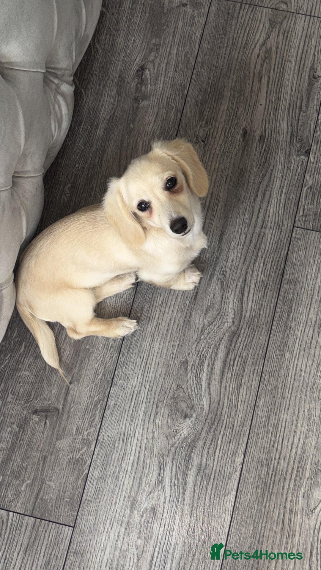 Miniature Dachshund dogs for sale: 2 miniature daschunds for sale  - Image 2