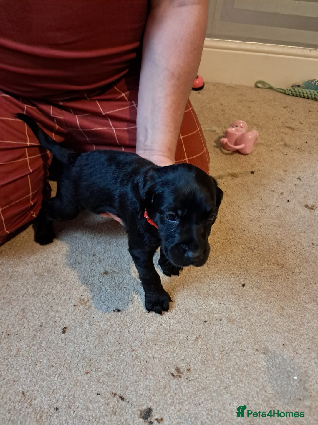 Mixed Breed dogs for sale: Splurcherpoo puppys - Advert 24