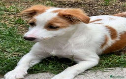 Mixed Breed dogs for adoption: PEGI, SARA & MIA - Image 9