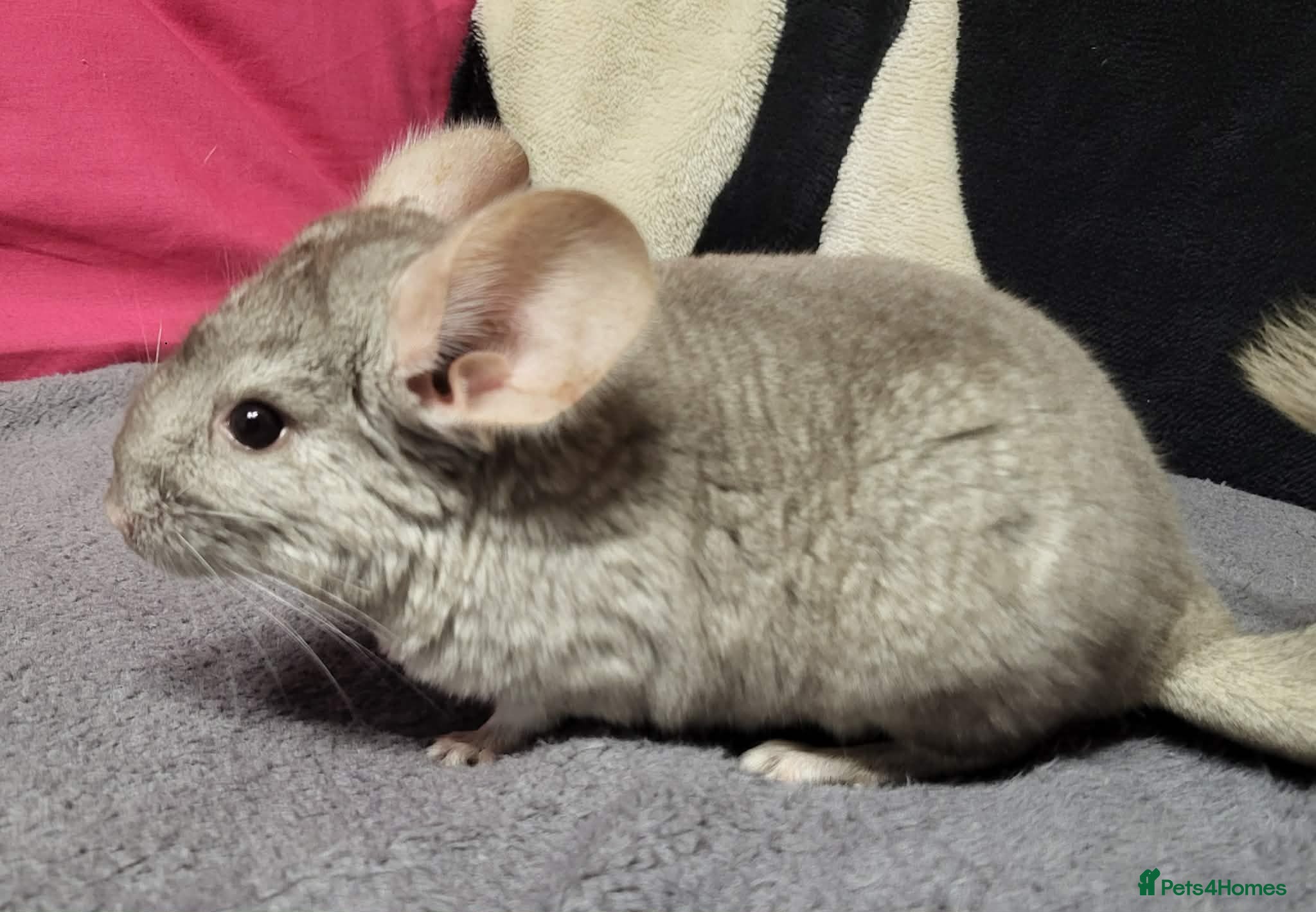Chinchilla rodents Reserved...Baby female chinchillas - Advert 6