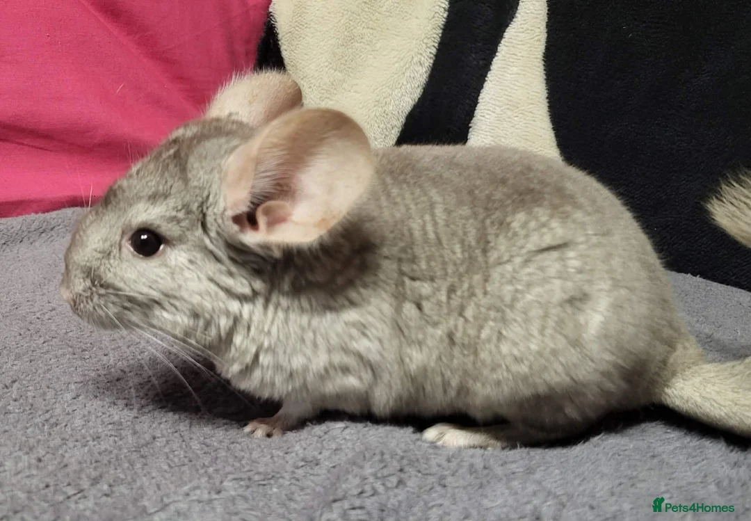 Chinchilla rodents for sale: Baby female chinchillas - Advert 2