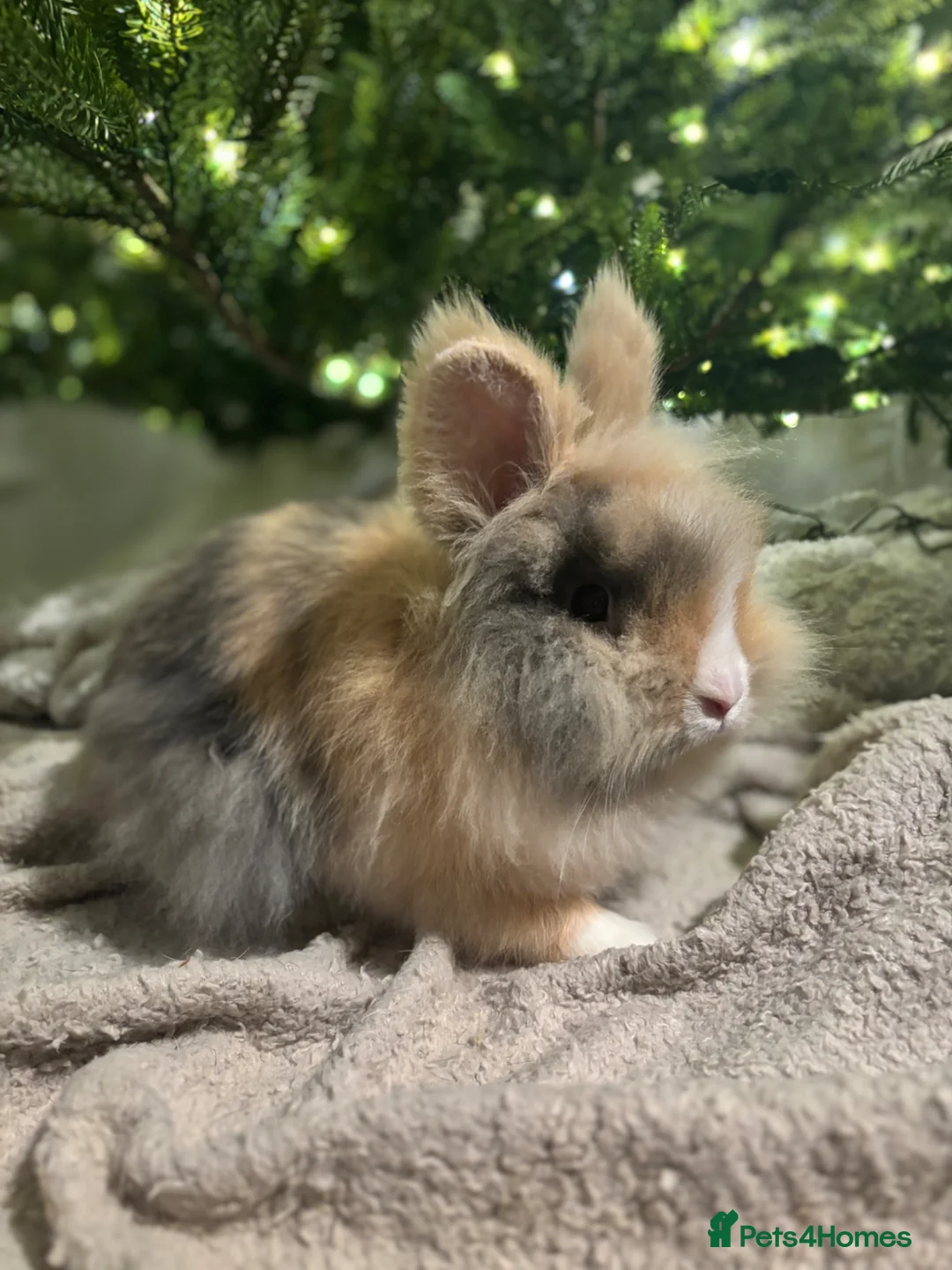 Lionhead rabbits for sale: Double maned lion heads 👀 🏡  - Advert 2