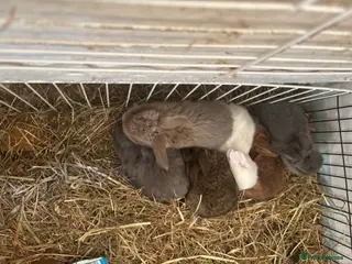 Mixed Breed rabbits 6 baby bunnies - Advert 17