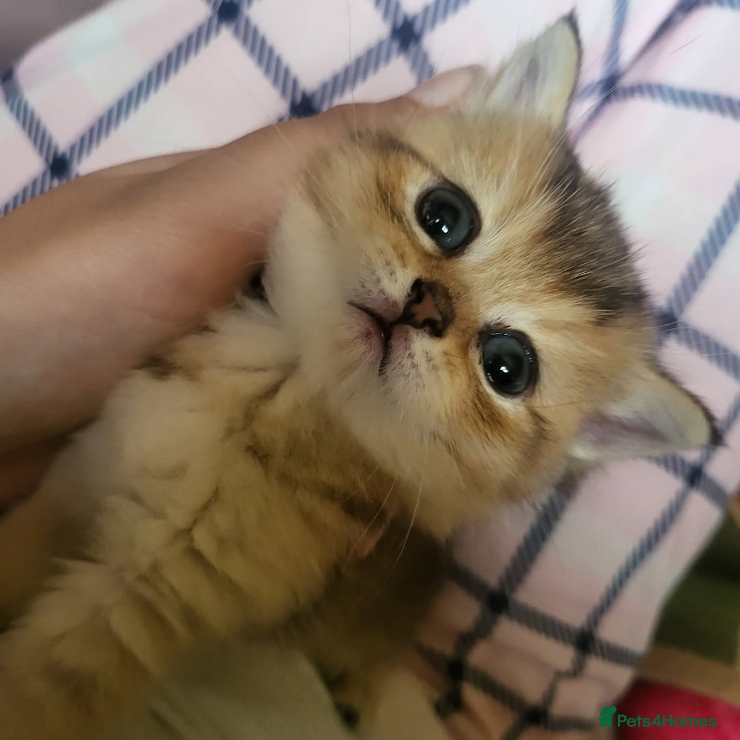 British Shorthair cats for sale: Golden British short hair - Image 2