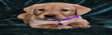 Labrador Retriever 6