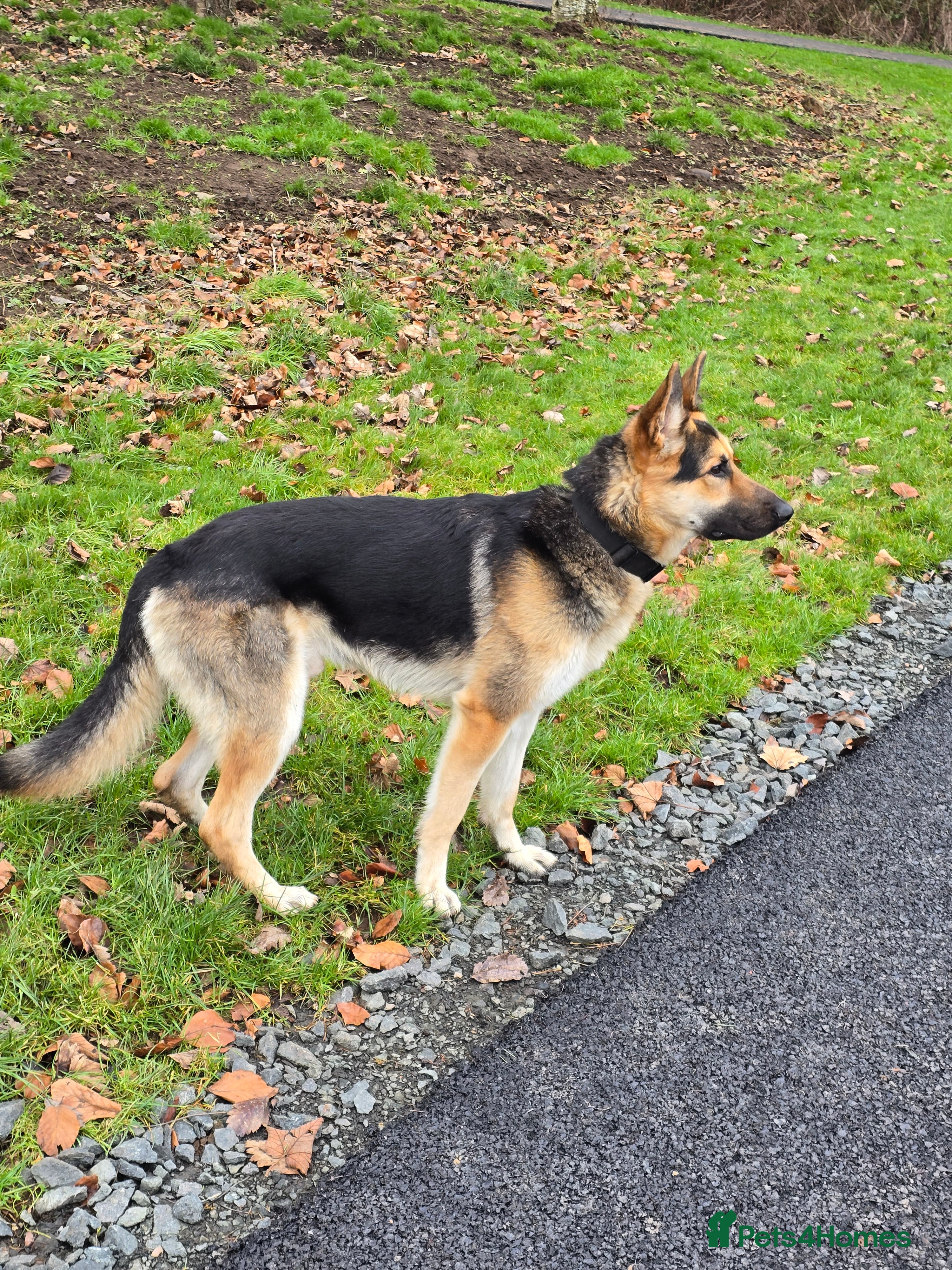 German Shepherd dogs GSD for stud - Advert 8