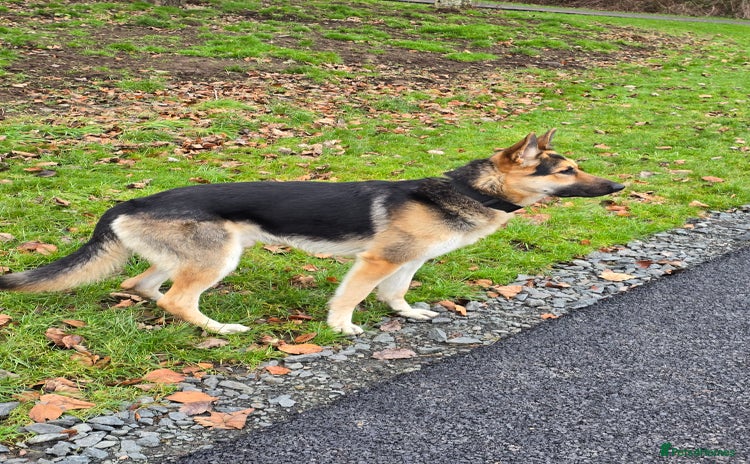 German Shepherd dogs - Advert 1