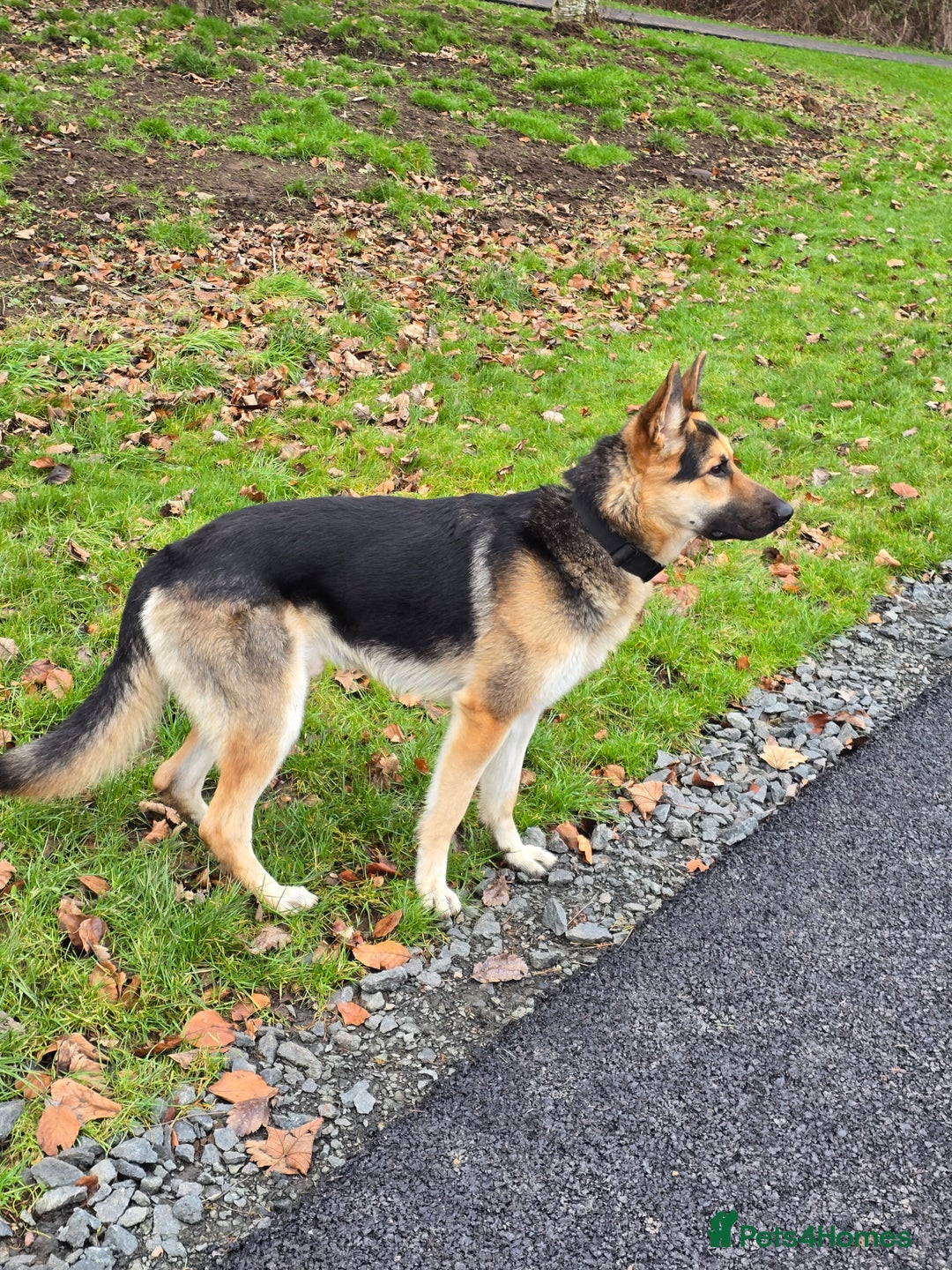 German Shepherd dogs for stud: GSD for stud - Image 1