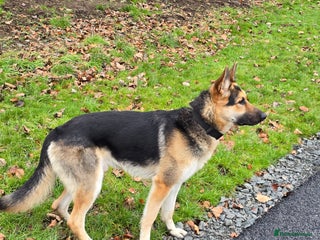 German Shepherd dogs for stud - Advert 1