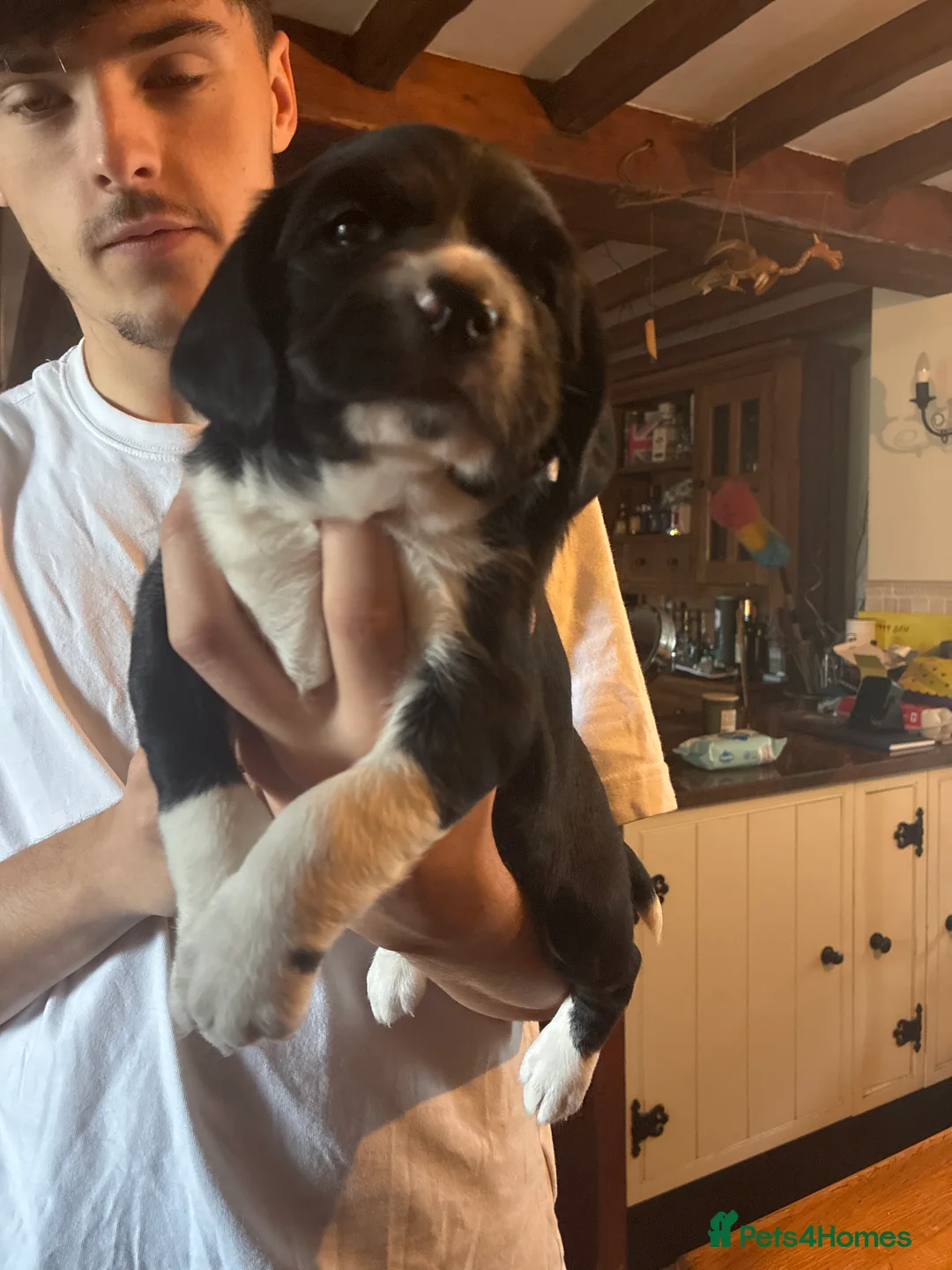 Springador dogs for sale: 2 adorable springadors  in Wrexham - Advert 2