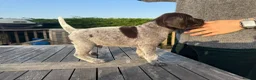 German Wirehaired Pointer dogs for sale: German Wirehaired Pointer Pups -From working Lines in Doune - Advert 8