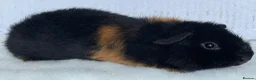 Guinea Pig rodents for sale: Teddy guinea pig Boars - Advert 3
