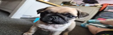 Pug 2