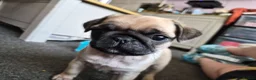 Pug dogs for sale: 1 female pug pup left - Advert 3