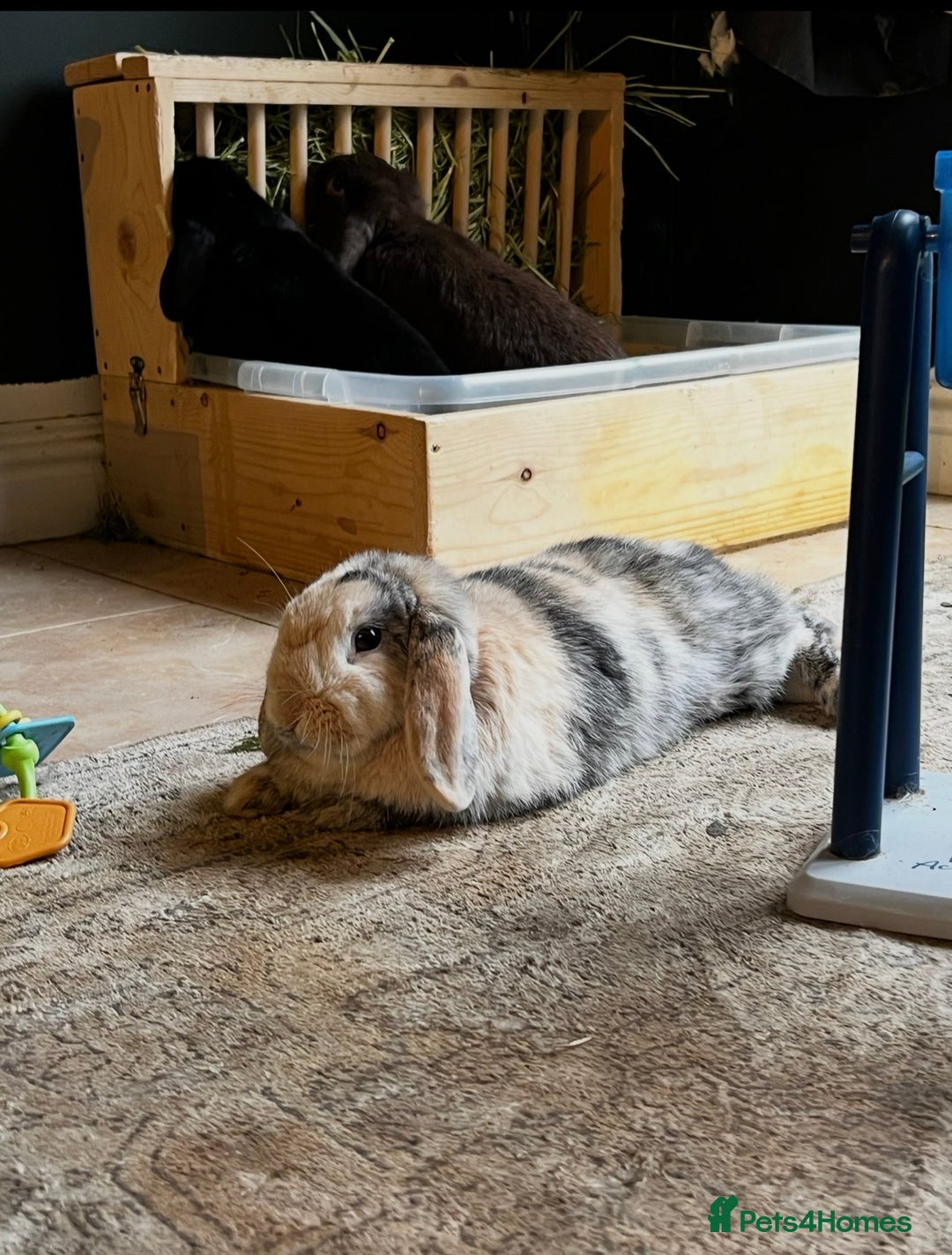 Mini Lop rabbits for sale: Mini lop sibling trio  - Image 9