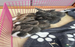Mini Lop rabbits for sale: Pure Bred Mini Lops - females  - Image 5