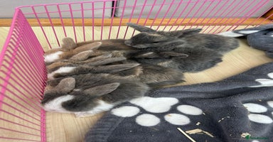 Mini Lop rabbits - Advert 15