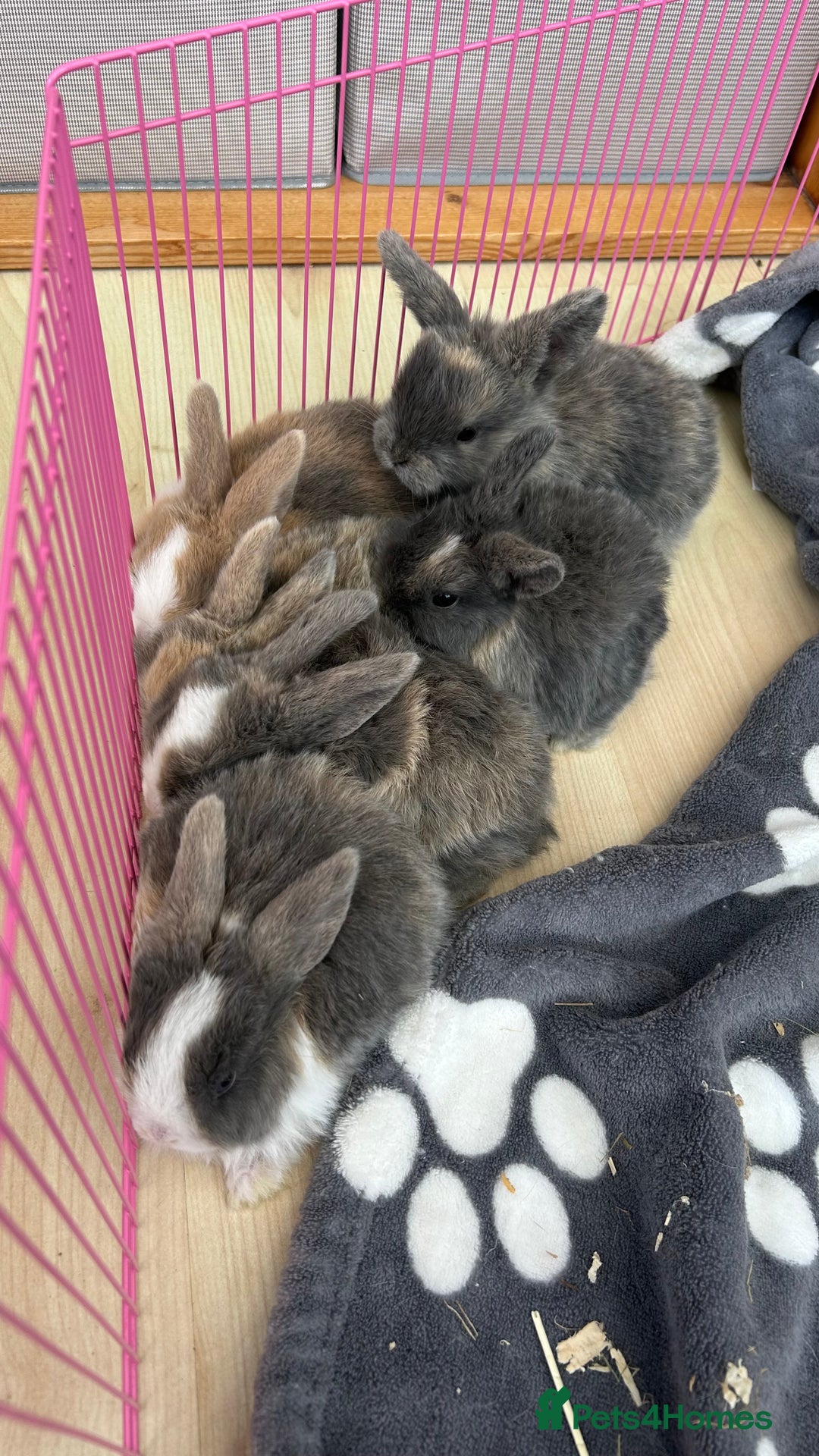 Mini Lop rabbits for sale: Pure Bred Mini Lops - females  - Image 5