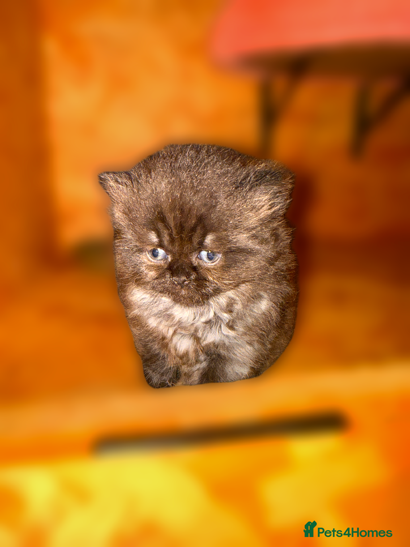 Scottish Fold cats for sale: Beautiful Rainbow litter available to reserve - Advert 3