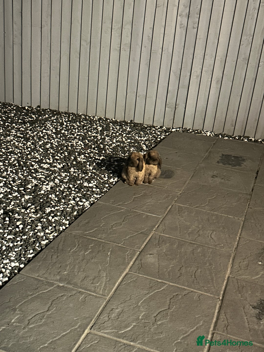 Mini Lop rabbits for sale: Mini lops for a rehome  - Advert 3