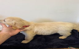Golden Retriever dogs for sale: Perfect bundles of joy - Image 5