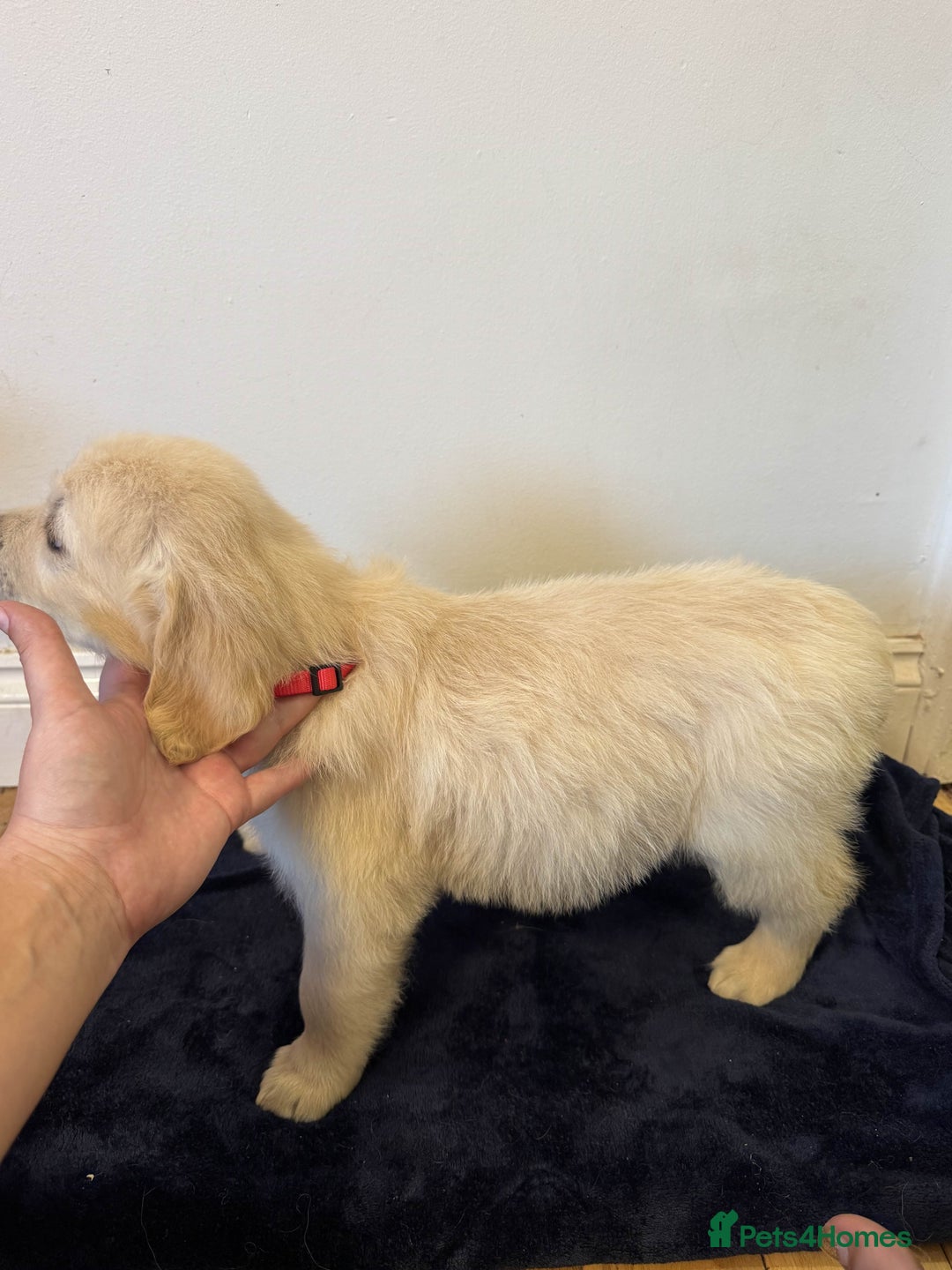 Golden Retriever dogs for sale: Perfect bundles of joy - Image 5