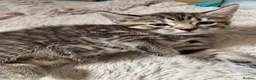 Bengal cats for sale: Stunning Bengal X With Beautiful Markings - Advert 22