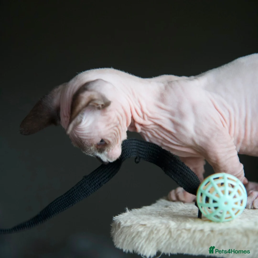 Sphynx cats for sale: Champion bambino sphynx  - Advert 2