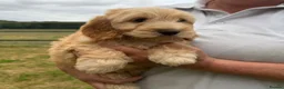 Cockapoo dogs for sale: Stunning F1 Cockapoos looking for 5⭐️ homes!  - Advert 19