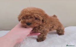 Maltipoo dogs for sale: Toy maltipoo puppies - Image 10