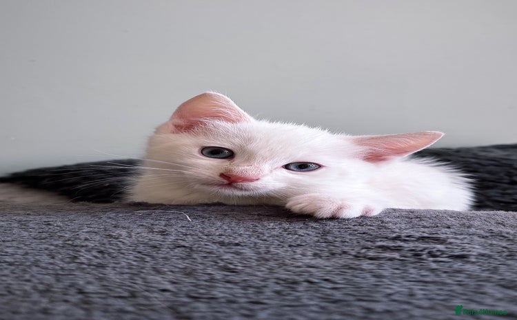 Domestic Shorthair cats - Advert 16