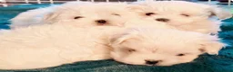 Maltese dogs for stud: 🐶 STUD SERVICE – KOREAN MALTESE BOY 🐶 - Advert 3